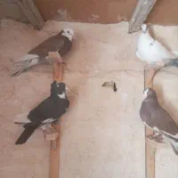 چهارتا کفتر چاشنی کرمونی