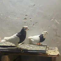 طوقی نرو ماده|پرنده|تربتحیدریه, سرمحله|دیوار