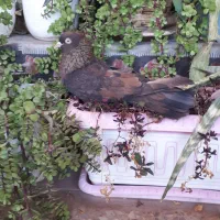 قهوه ایی ابادانی خوشکل نر معاوضه هم دارم|پرنده|شوش, |دیوار