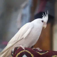 عروس هلندی*دستی کامل*  سفید آلبینو جوجه ۶ماهه