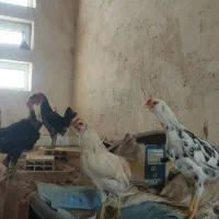 جوجه خروس گلین
