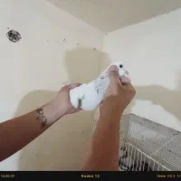 کفتر|پرنده|مشکین‌دشت, |دیوار