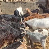کهره نر فروشی چاق|حیوانات مزرعه|شیراز, شهرک ترکان|دیوار