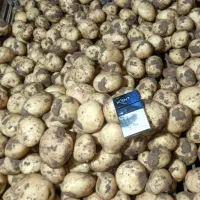 سیبزمینی بذری|حراج|کبودرآهنگ, |دیوار