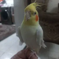 عروس هلندی نر و بالغ
