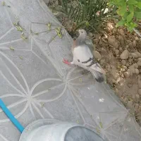 کفتر|پرنده|شیراز, دروازه اصفهان|دیوار