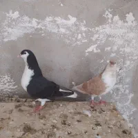 شهری|پرنده|شادگان, |دیوار