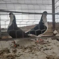 سه تا قلدور هوایی|پرنده|تربت جام, میان جام|دیوار