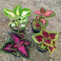 ۷ مدل گل زیر ۱۰۰ هزار تومن|گل و گیاه طبیعی|رشت, حمیدیان|دیوار