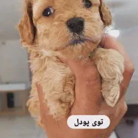 واگذاری سگ میکس ژرمن دوبرمن|سگ|شیراز, بید زرد|دیوار