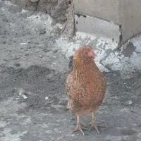 فروش 33عدد مرغ و خروس گلین و مرندی