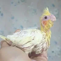 جوجه لوتینو فول