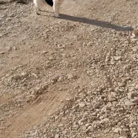 سگ خانگی|سگ|گلبهار, شهر جدید گلبهار|دیوار