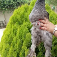 مرغ و خروس برهما پاپری اصل