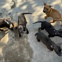 توله ۷۰روزه پیتبول فروشی قیمت توافقی|سگ|ساری, |دیوار