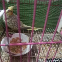 عروس هلندی|پرنده|کردکوی, |دیوار