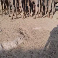 شتر چاق و بچه شتر درهمه وزن|حیوانات مزرعه|قم, نوقطار|دیوار
