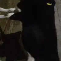 فروش‌‌نقد‌تخفیف‌جزعی‌سرمعامله|حیوانات مزرعه|مهاباد (آذربایجان غربی), |دیوار