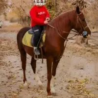 اسب|اسب و تجهیزات اسب‌سواری|فولادشهر, B1|دیوار