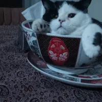 واگذاری گربه