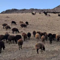 الاغ جوان|حیوانات مزرعه|زالیان, |دیوار