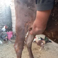 گاو|حیوانات مزرعه|نرماشیر, |دیوار