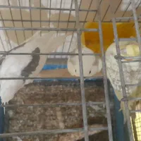 دو کت آلبینیو