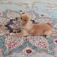 سگ پامر اشتپیز ماده