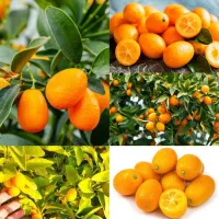 انواع نهال میوه ضمانت و ریشه قوی|خدمات باغبانی و درختکاری|گنبد کاووس, |دیوار