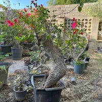 بونسای گل کاغذی و گلدان بونسای|گل و گیاه طبیعی|کرمان, |دیوار