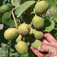 مشاوره و فروش نهال های مثمر و غیر مثمر