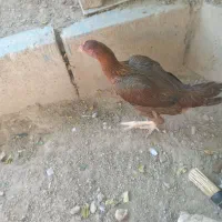 مرغ لاری افغان اصیل|حیوانات مزرعه|تاکستان, |دیوار