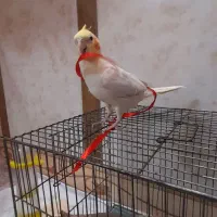 عروس هلندی