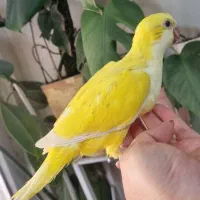 مونچیک و اناناسی ردچیک