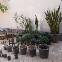 گلدان پلاستیکی پرورشی