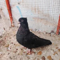 سیاه و دوکت|پرنده|مهر, |دیوار