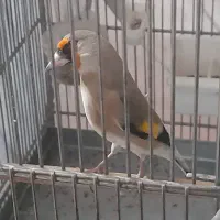 سهره دورگ معاوضه با رسمی یا سهره قناری نر