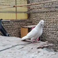 کفتر گرفتنی