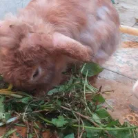 خرگوش بزرگ نر وماده لوپ اصیل و بسیار اهلی وباهوش|موش و خرگوش|دزفول, |دیوار