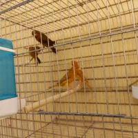 قناری سرخ سوخته و شتری