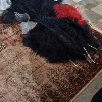 شاه پر آفریقایی مشکی درجه یک