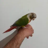 گرینچیک|پرنده|بروجرد, |دیوار