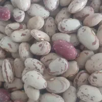 لوبیا بذری