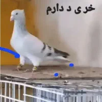 شامی دم سفید