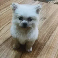 توله پامر|سگ|بانه, |دیوار