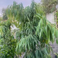 درختچه ی آمستل ۵ ساله|گل و گیاه طبیعی|رشت, رشتیان|دیوار