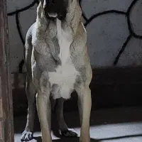 سگ سرابی عراقی پژدر