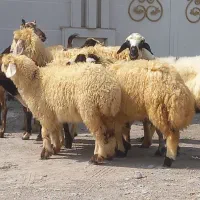 ،3بره قوچ 4میش محلی 2بز آبستن صلاله میش بره دار|حیوانات مزرعه|بندرعباس, |دیوار