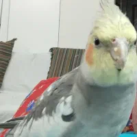 عروس هلندی ما گم شده