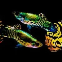 گوپی پلاتی کالر زبرا دم شمشیری لجن خوار آنجل فایتر